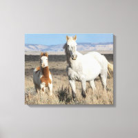 Wilde paarden thuis in het Sandwash-bekken