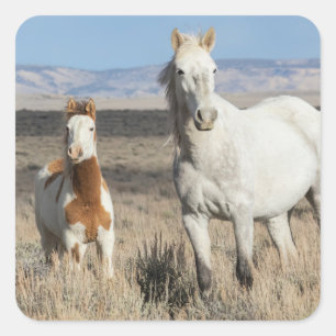 Wilde paarden thuis in het Sandwash-bekken Vierkante Sticker