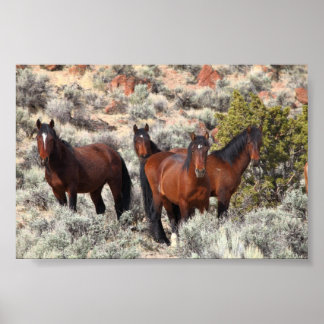 Wilde paarden uit de vallei van Palomino #6 Poster