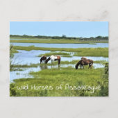 Wilde paarden van Assateague Briefkaart (Voorkant)