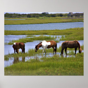 Wilde paarden van Assateague poster