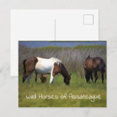 Wilde paarden van het Briefkaart van Assateague (Voorkant / Achterkant)