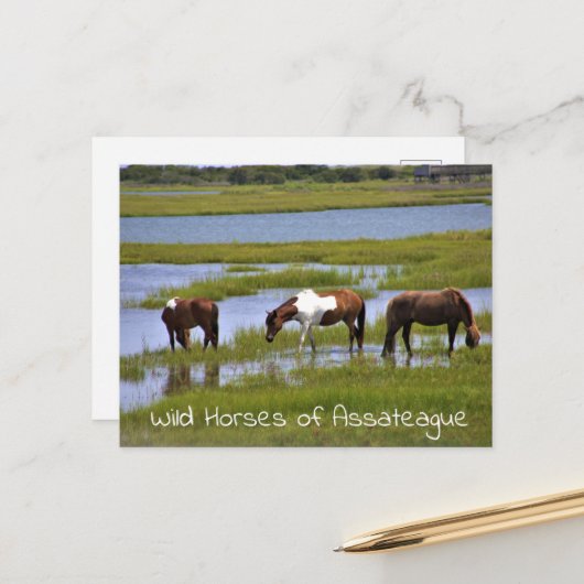 Wilde paarden van het Briefkaart van Assateague (Voorkant / Achterkant in situ)