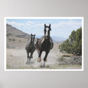 Wilde paarden van Utah in galop Poster