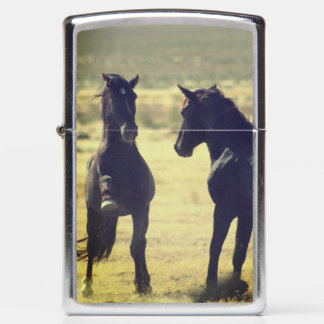Wilde paarden van Utah Onaqui Stallions Zippo Ligh