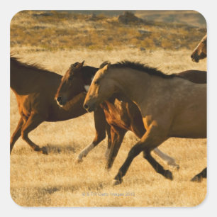 Wilde paarden vierkante sticker