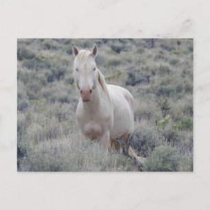Wilde paarden, wilde dieren, briefkaart