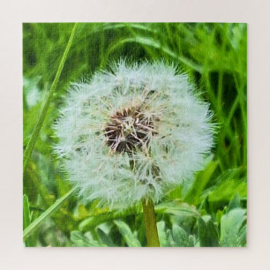 Wilde Paardenbloem Roemenië Botanische Macro Fotog Legpuzzel