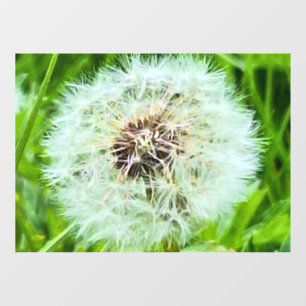 Wilde Paardenbloem Roemenië Botanische Macro Fotog Raamsticker