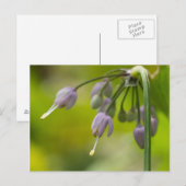 Wilde Paars Briefkaart van wilde ezels (Voorkant / Achterkant)