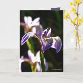 Wilde Paars Kaart (Gele Bloem)