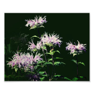 Wilde Paarse Bijenbalsem Bloemen 8x10 Foto Afdruk