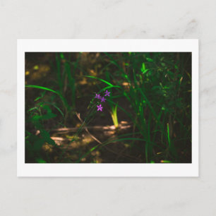 Wilde Paarse bosbouwers Fern Briefkaart