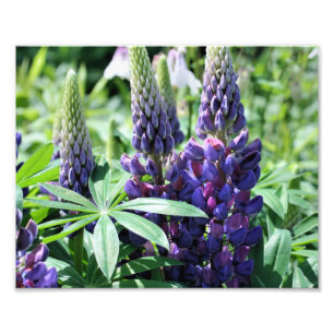 Wilde Paarse Lupines 10x8 Flower Foto Afdruk