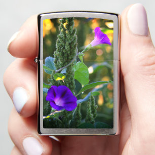 Wilde paarse ochtendgloriebloemen