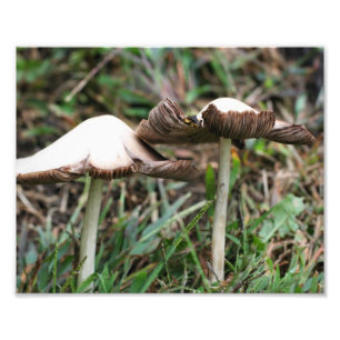 Wilde paddenstoelen 10x8 Natuur afdrukken Foto Afdruk