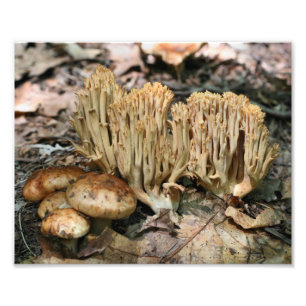 Wilde paddenstoelen 10x8 Natuur afdrukken Foto Afdruk