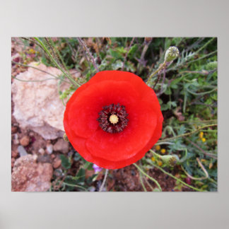 Wilde papaver poster