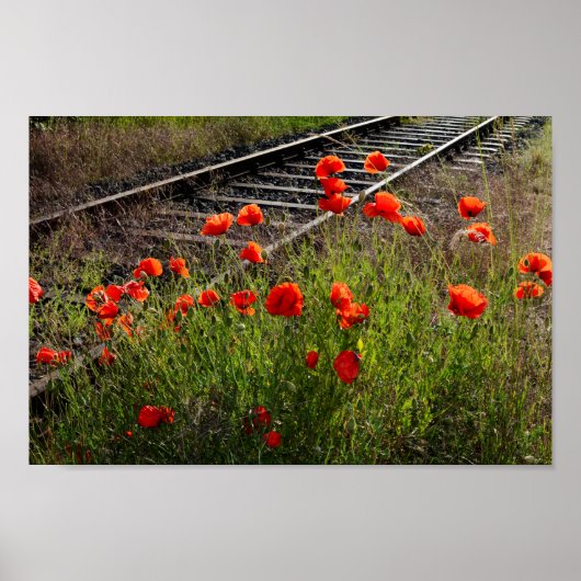 Wilde papaver poster (Voorkant)