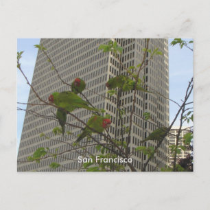Wilde parrots van Telegraph Hill Briefkaart