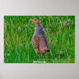 Wilde Patrijs Poster
