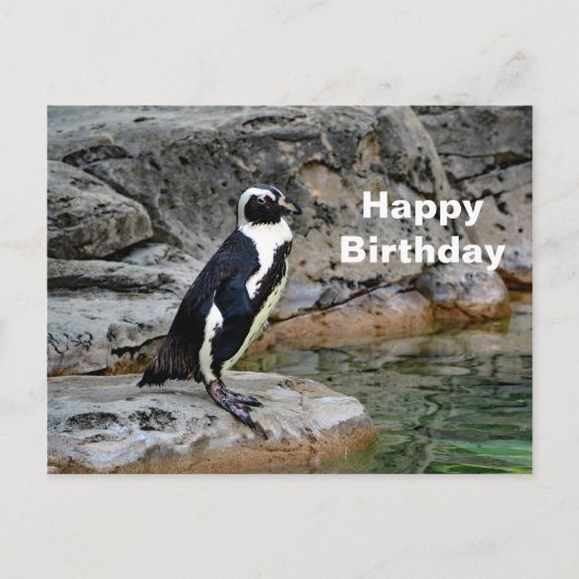 Wilde Pinguïn Foto Verjaardag Briefkaart (Voorkant)