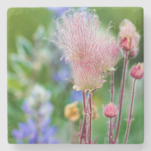 Wilde Prairie Smoke Bloemen In Aspen Grove 2 Stenen Onderzetter
