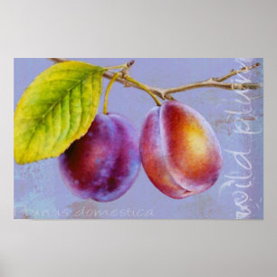 Wilde pruim - Prunus domestica platte posterprint Poster