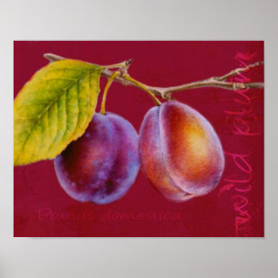 Wilde pruim - Prunus domestica poster (rijke rode)