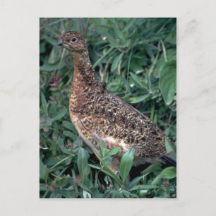 Wilde ptarmigan, kippen in de zomer briefkaart