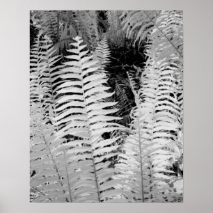 Wilde reuzenleerachtige varen, Florida, VS. Poster