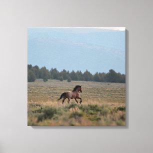 Wilde Roan uitvoeren Canvas Afdruk