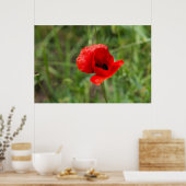 Wilde rode papaverbloem poster (Keuken)