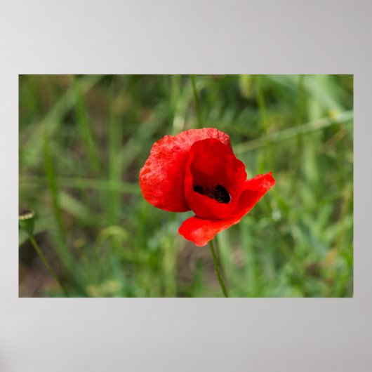 Wilde rode papaverbloem poster (Voorkant)