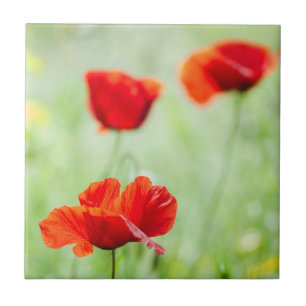 Wilde rode papaverbloem tegeltje