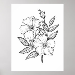 Wilde Roos Bloom Tekening Poster