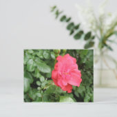 Wilde Roos Briefkaart (Staand voorkant)