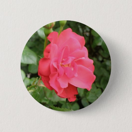 Wilde Roos Button (Voorkant)