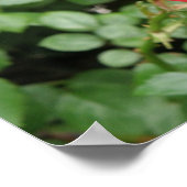 Wilde Roos Poster (Hoek)