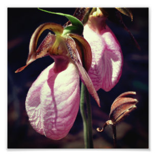 Wilde Roze Dame Slipper Orchidee Paar Close Up 8x8 Foto Afdruk