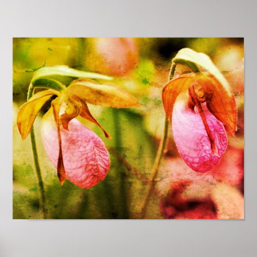 Wilde Roze Dame Slipper Orchidee Paar Distressed A Poster (Voorkant)