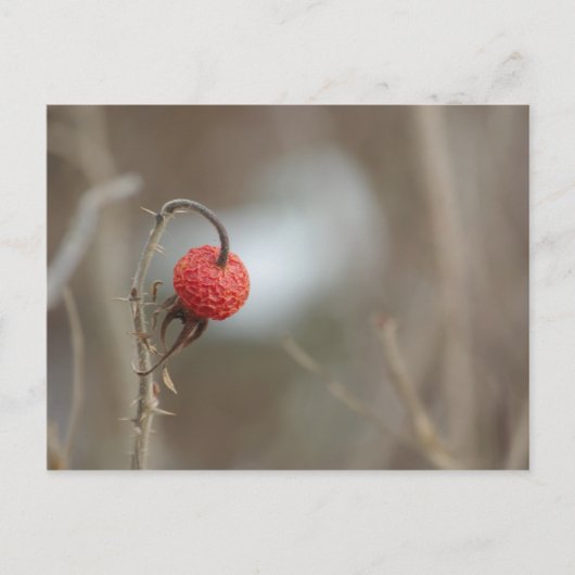 Wilde Rozen Fruit Briefkaart (Voorkant)