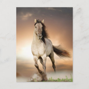 Wilde Stallion op zonsondergang Briefkaart
