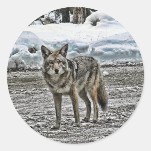 Wilde stickers (Voorkant)