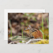 Wilde Streifenhörnchen im Wald Briefkaart (Voorkant / Achterkant)