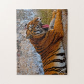 Wilde Tigers Pakistan. Legpuzzel (Verticaal)