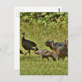 Wilde Turkije, Camouflage-kleuren Briefkaart (Voorkant / Achterkant)