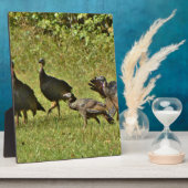 Wilde Turkije, Camouflage-kleuren Fotoplaat (Zijkant)