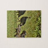 Wilde Turkije, Camouflage-kleuren Legpuzzel (Horizontaal)