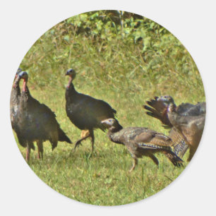 Wilde Turkije, Camouflage-kleuren Ronde Sticker